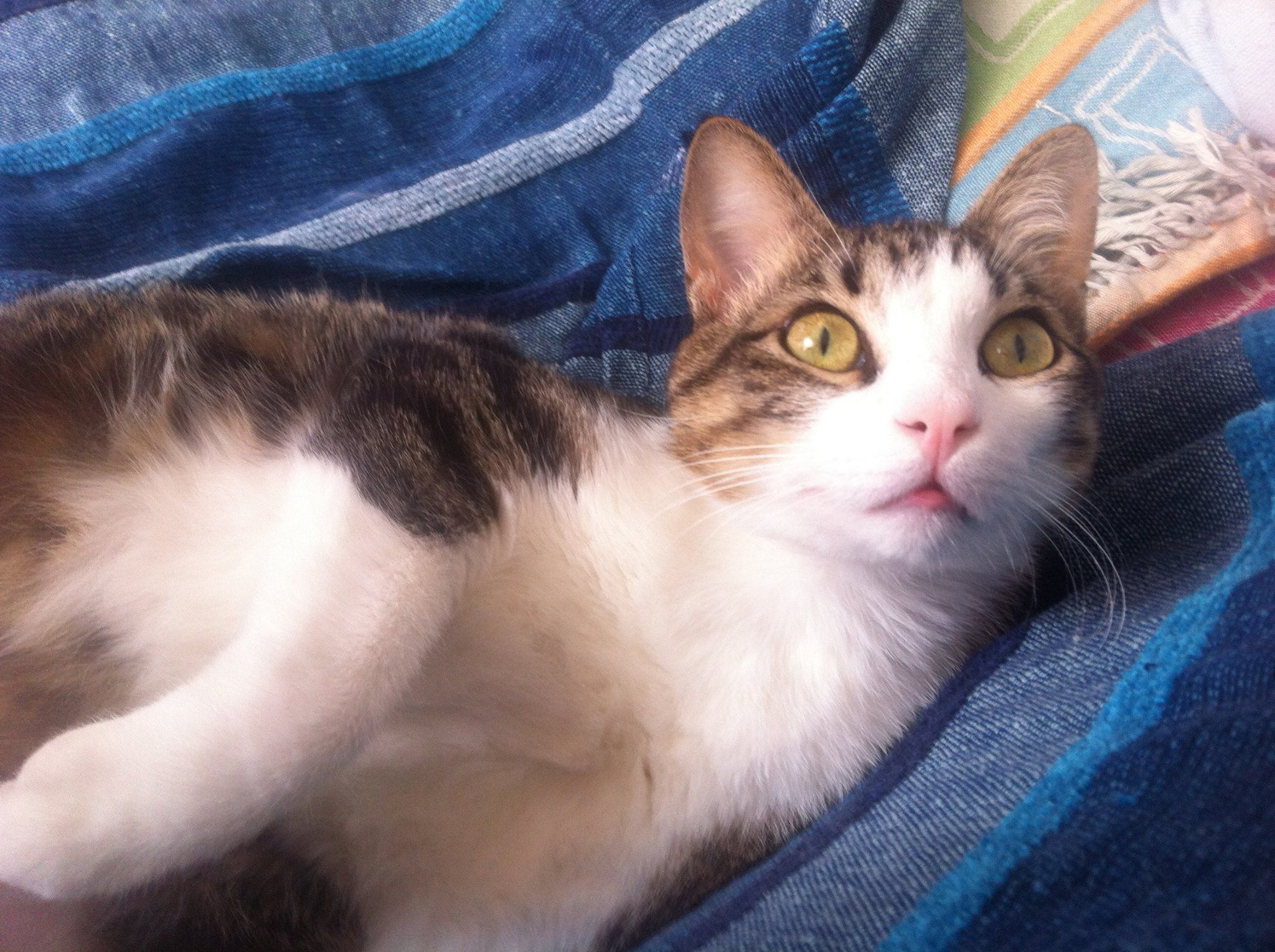 Mi Niko